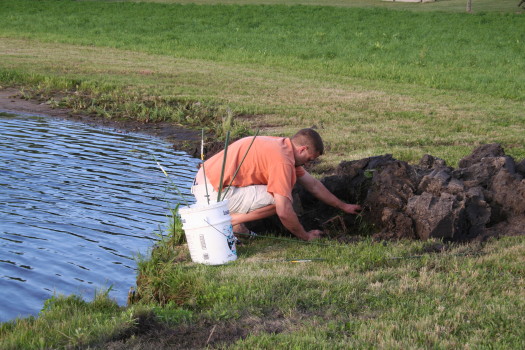 Muskrat that caused major damage removed by SUburban Wildlife Control